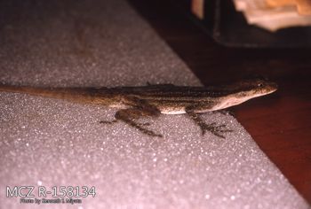 Media type: image;   Herpetology R-158134 Description: Photo of animal in life, taken in the field by Dr. Kenneth Ichiro Miyata. A slide of the photo was scanned in 2012 by Melissa Wooley.;  Aspect: lateral